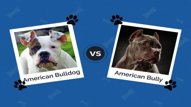 American Bulldog vs American Bully: What’s the Difference?