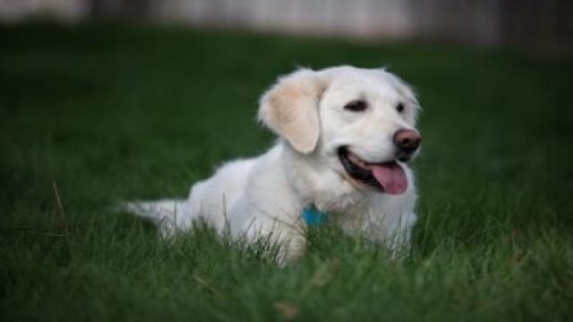 Side-by-Side: The Difference Between American & English Golden Retrievers