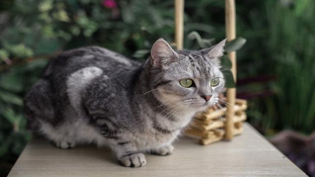 American Shorthair Cat: Info, Pictures, Characteristics & Facts