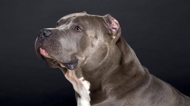 American Staffordshire Terrier vs. Pitbull