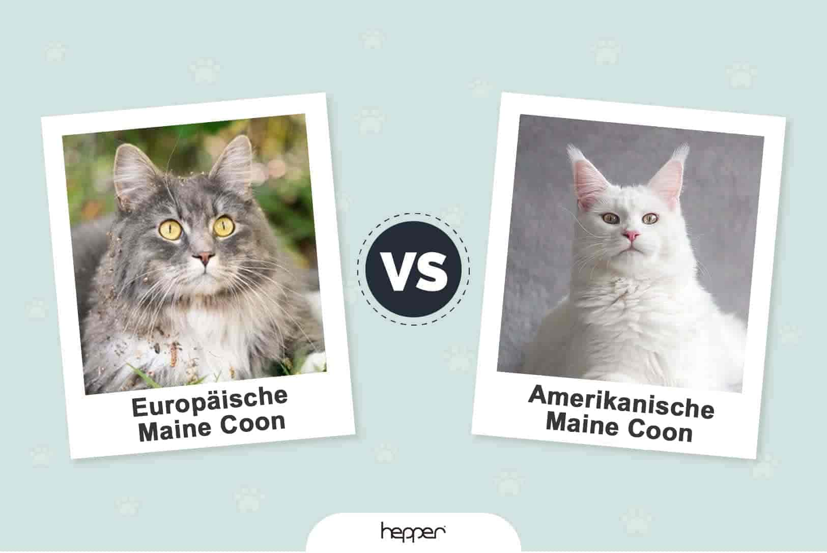 Europäische vs. amerikanische Maine-Coon-Katze: Was ist der Unterschied? (Mit Bildern)