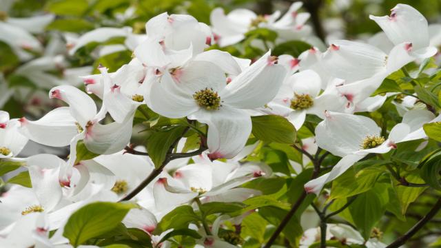 Hartriegel:								 										Die schönsten Arten & Sorten