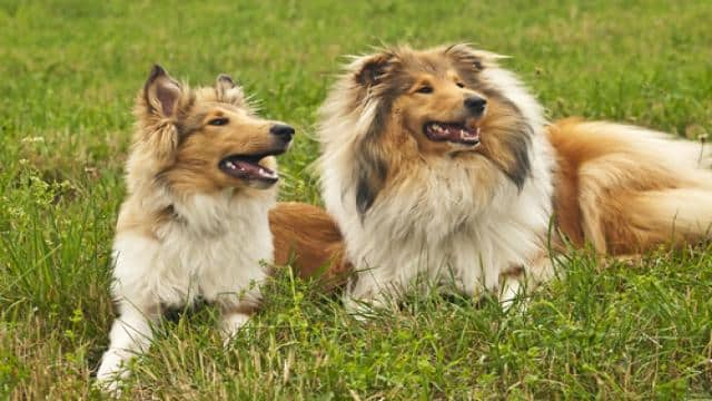 Amerikanischer Collie