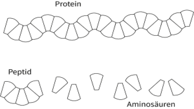 Protein, Eiweiß, Whey, BCAA, EAA, Casein – Was ist was?