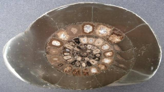 An Introduction to Ammonites