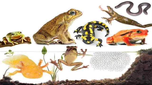 15 Difference Between Amphibian And Reptile (With Examples & Pictures)