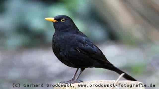 Die Amsel