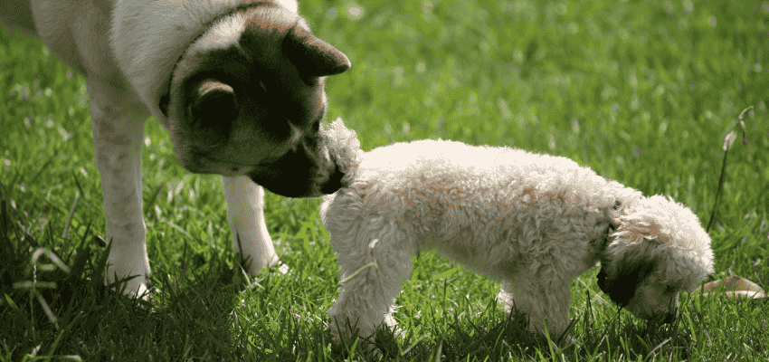 Was du über die Analdrüsen beim Hund wissen solltest