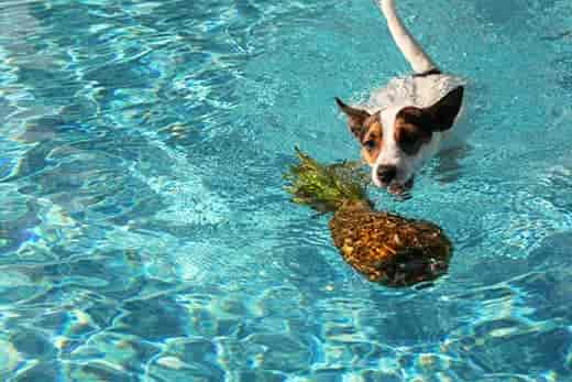 Ist Ananas sicher für Hunde?