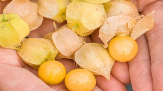 Ananaskirsche: Pflanzen, Überwintern & Ernte der Physalis pruinosa