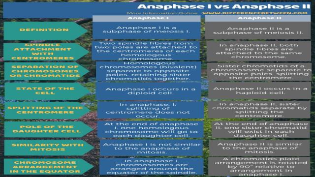 Difference Between Anaphase I and Anaphase II