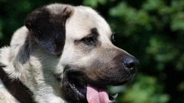 Kangal