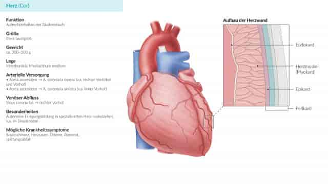 Aufbau des Herzens