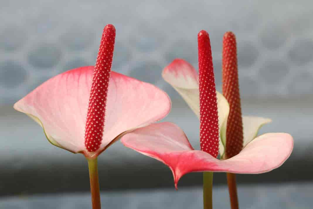 Ist die Anthurie giftig? Infos zur Flamingoblume für Kinder und Haustiere