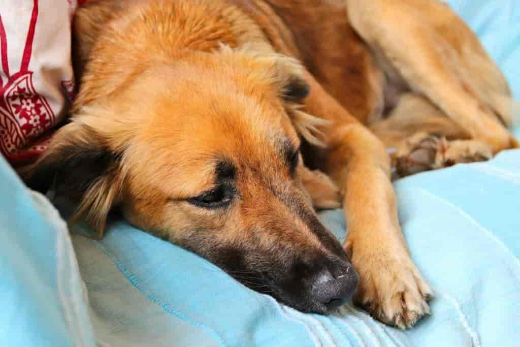 Hund stirbt: 3 Traurige Anzeichen & Tipps vom Profi