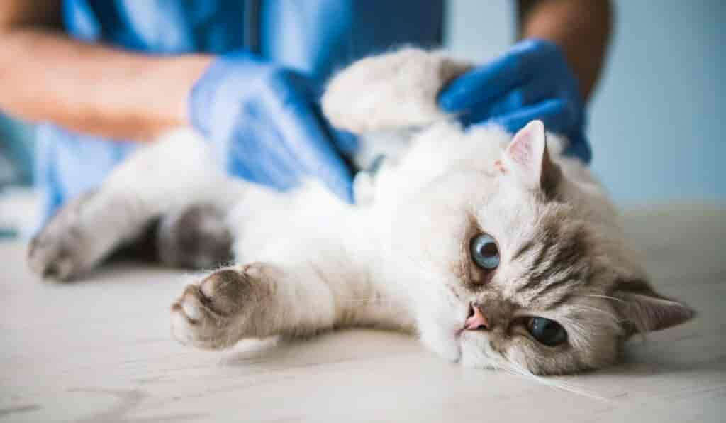 Apathie bei Katzen – wann Du handeln musst