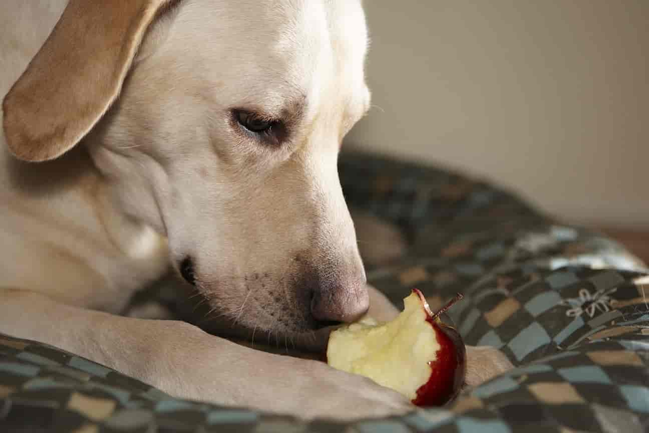 Mein Hund hat ein Apfelgehäuse gefressen! Das ist zu tun (Antwort vom Tierarzt)