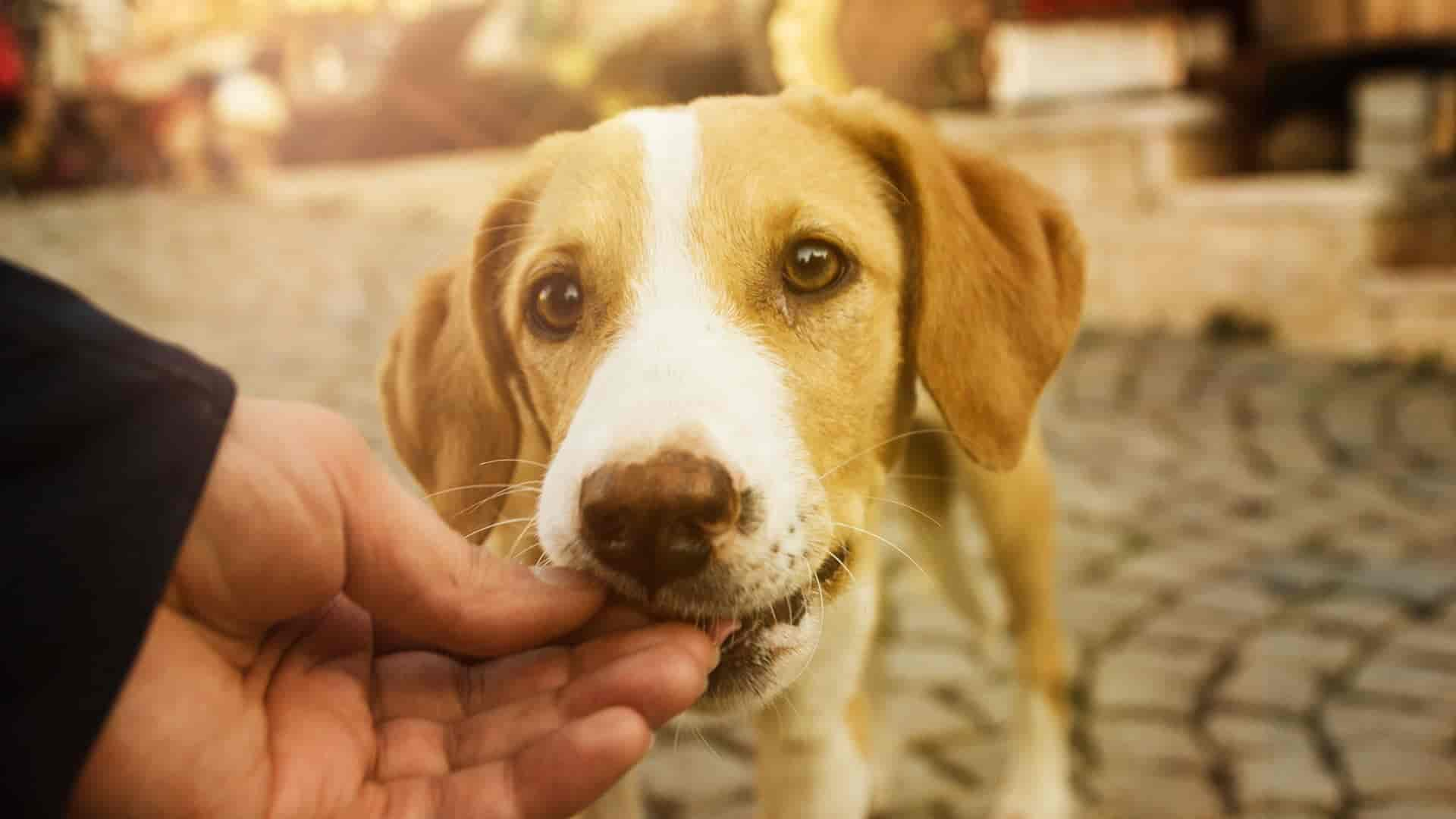 Mein Hund frisst nicht