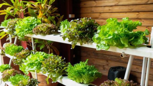 What is the difference between Aquaponic and Hydroponic?