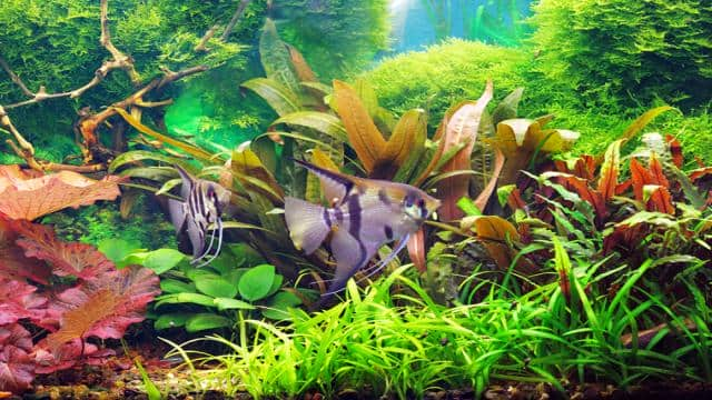 Aquarium einrichten: Tipps für den Aquaristik-Neuling