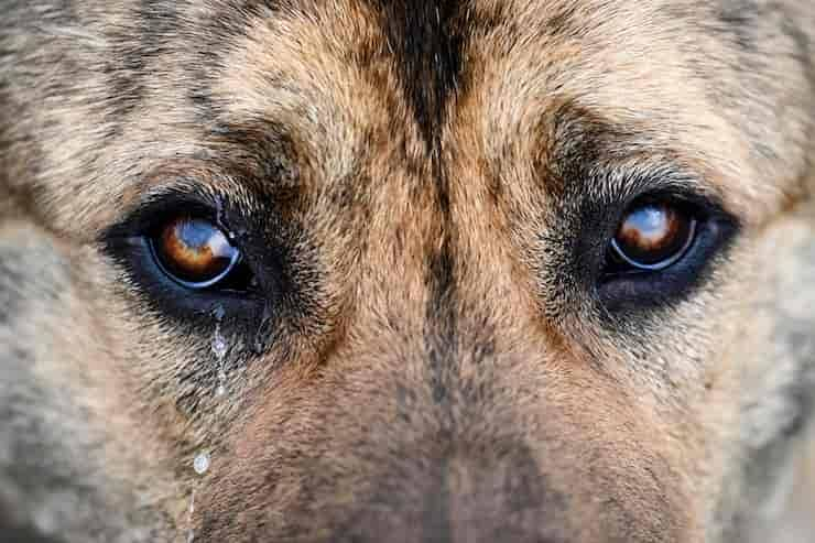 Tränende Augen beim Hund: Ursachen und Behandlung