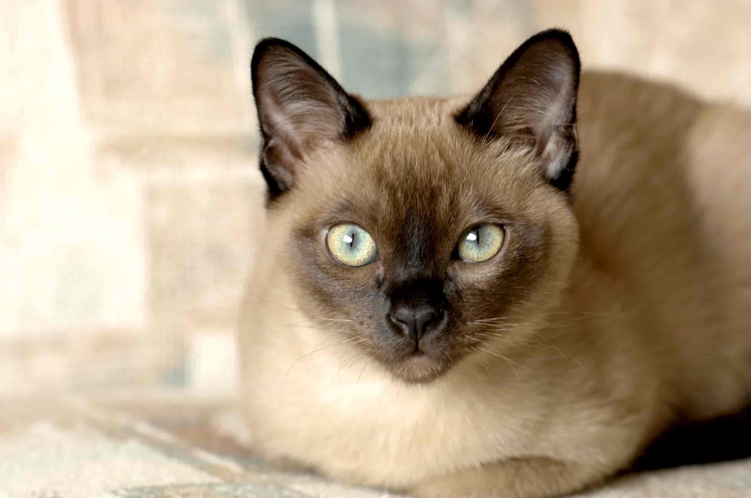 Außergewöhnliche Katzenrassen, die du zu Hause halten darfst