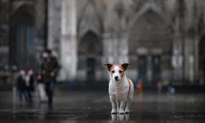 Ausflüge mit Kind und Hund in Köln