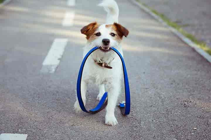 Hunde, die viel Auslauf brauchen