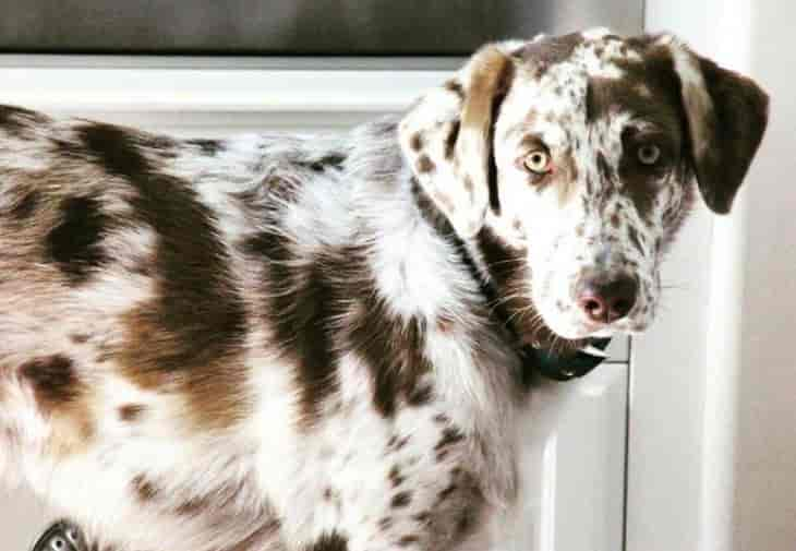 Australian Shepherd Lab Mix – Top Facts About The Aussiedor