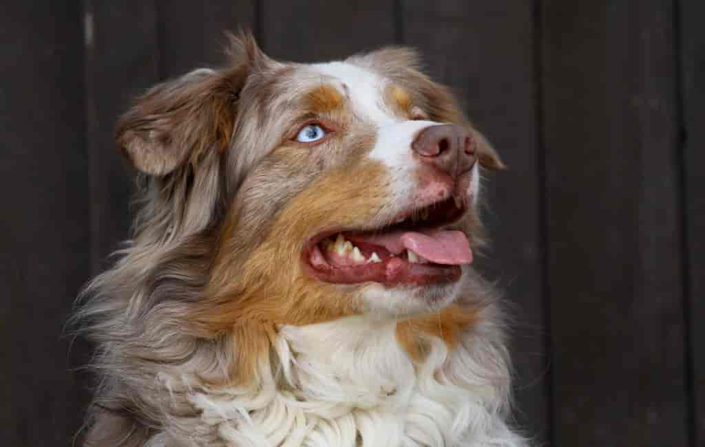 Australian Shepherd - alles Wissenswerte zur Hunderasse