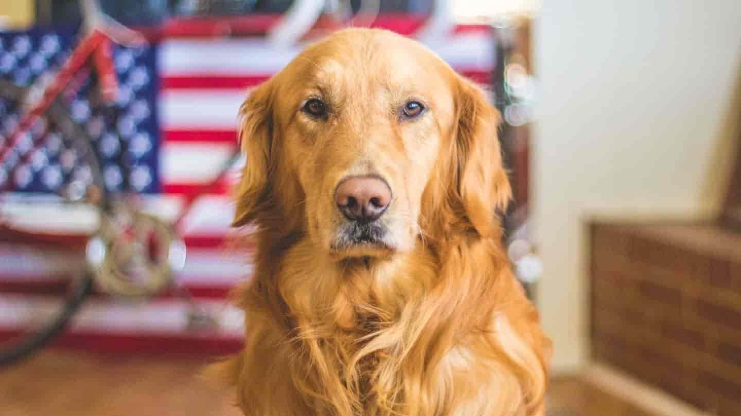 Kann mein Hund Autismus haben? Der vollständige Leitfaden