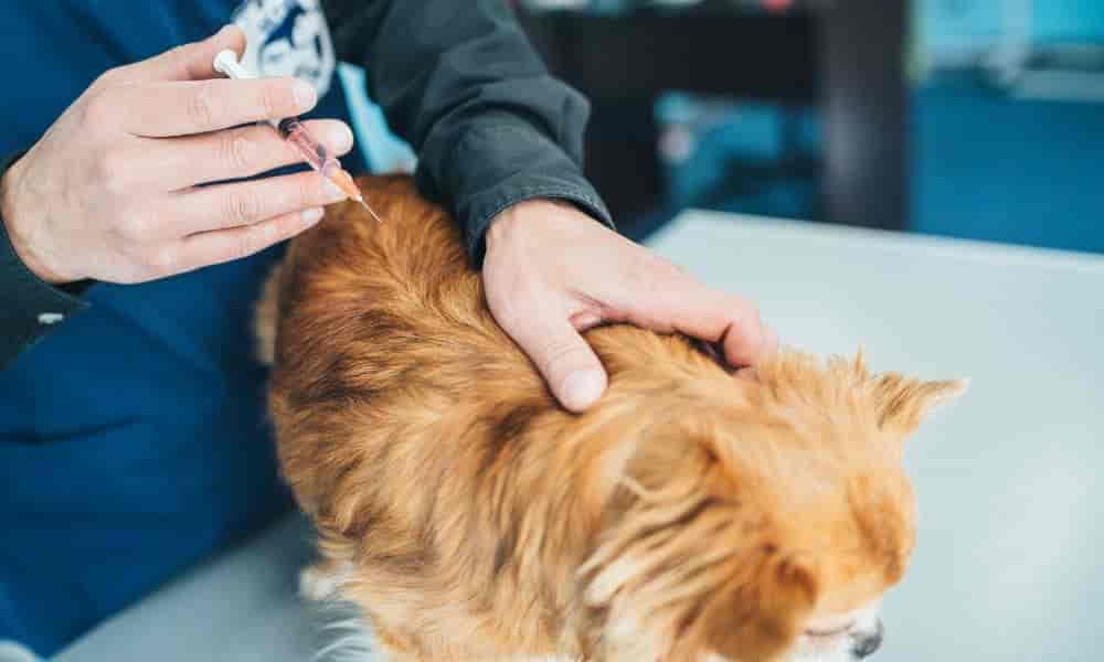 Autoimmunerkrankung beim Hund: Ratgeber & Tipps vom Profi