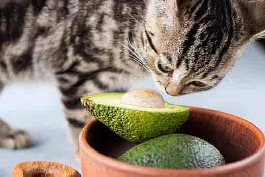 Can Dogs & Cats Have Avocados? (& Are They Safe?)