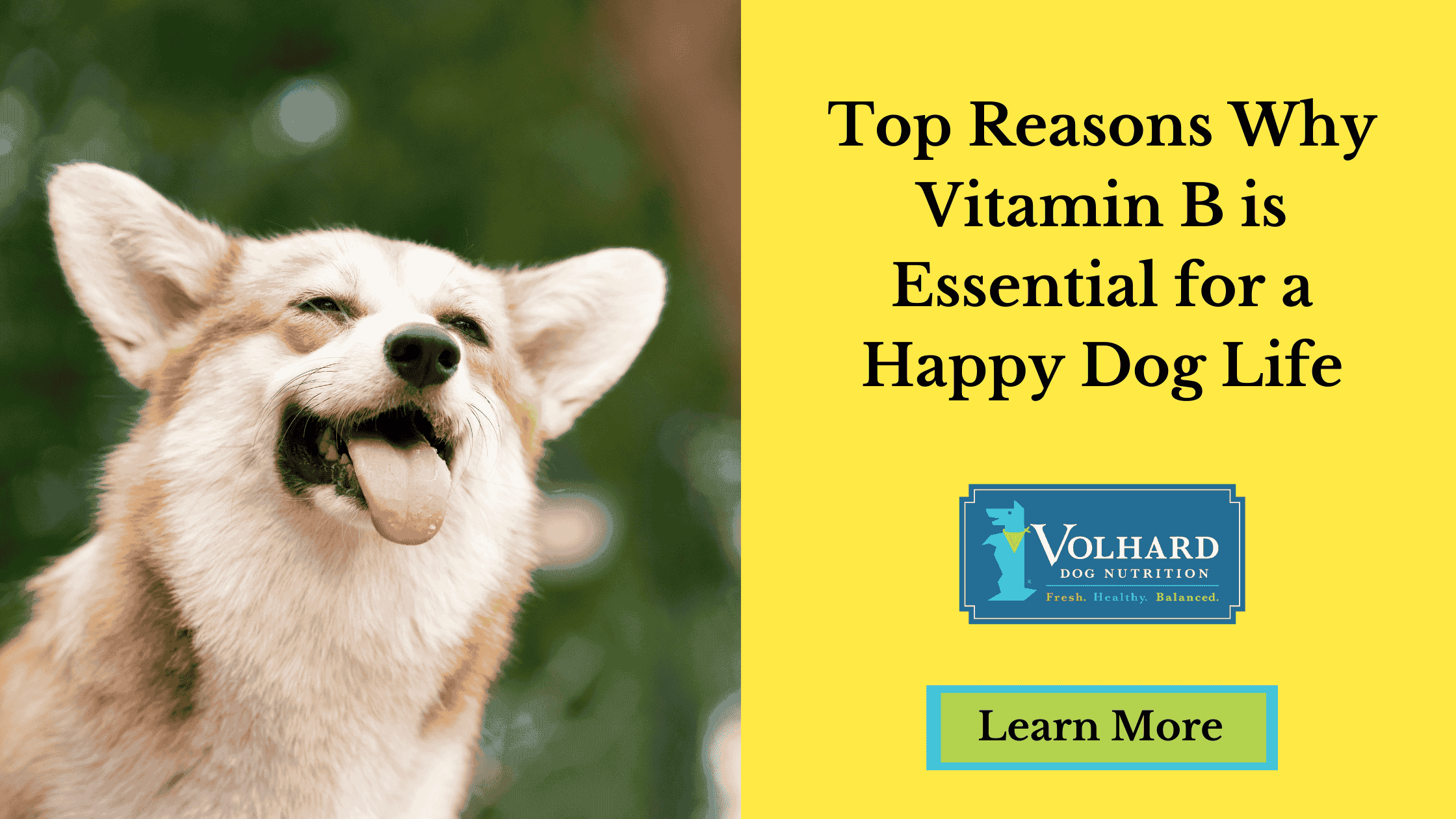 Top Reasons Why Vitamin B is Essential for a Happy Dog Life - Volhard Dog Nutrition