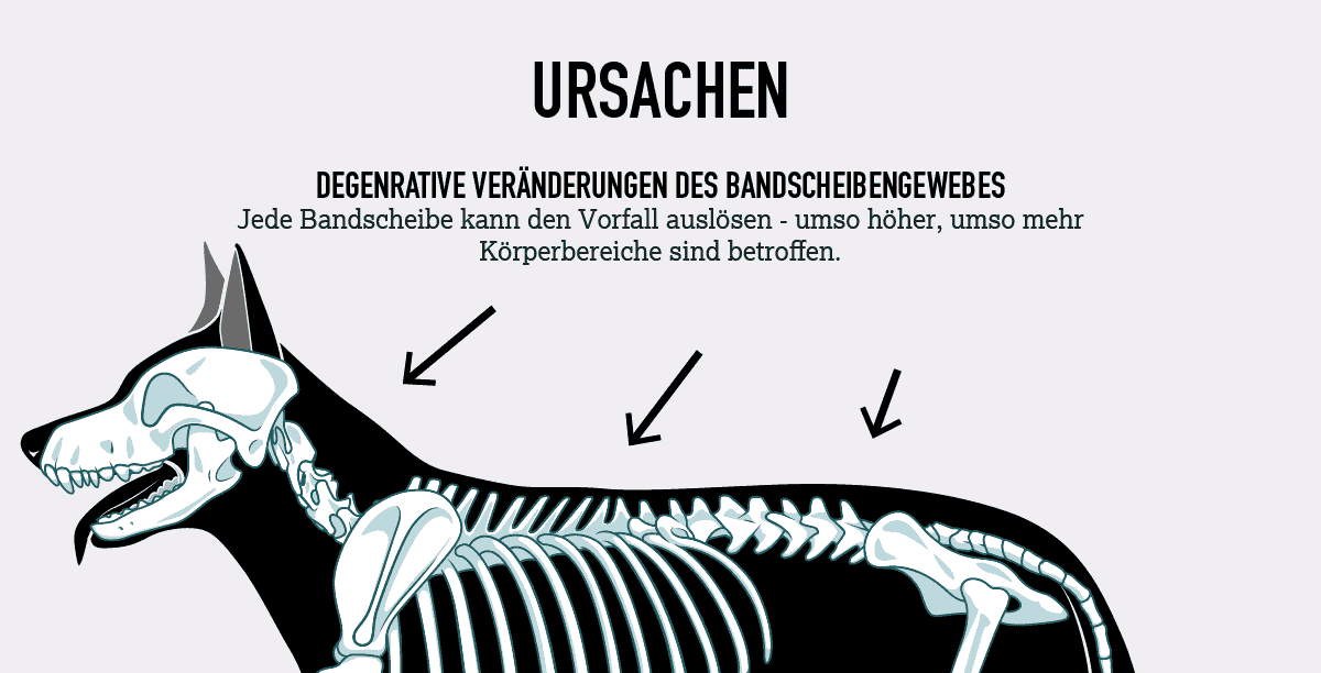 Bandscheibenvorfall beim Hund - Ursachen, Symptome, Heilung