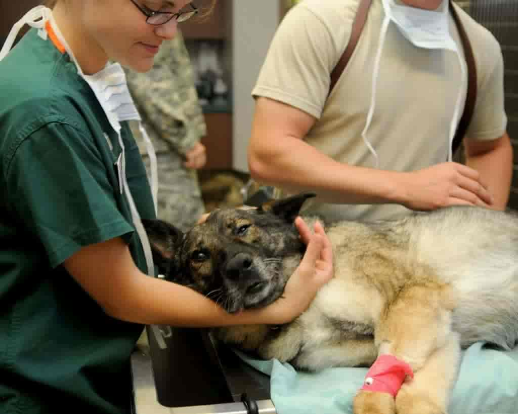 Bandscheibenvorfall Hund einschläfern oder nicht? (Ratgeber)