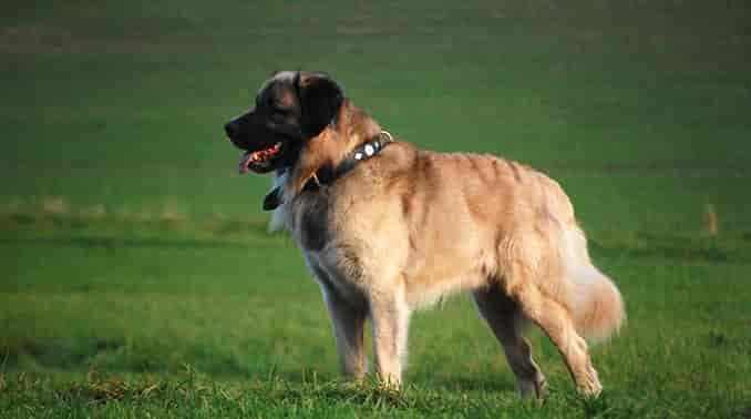 Germanischer Bärenhund