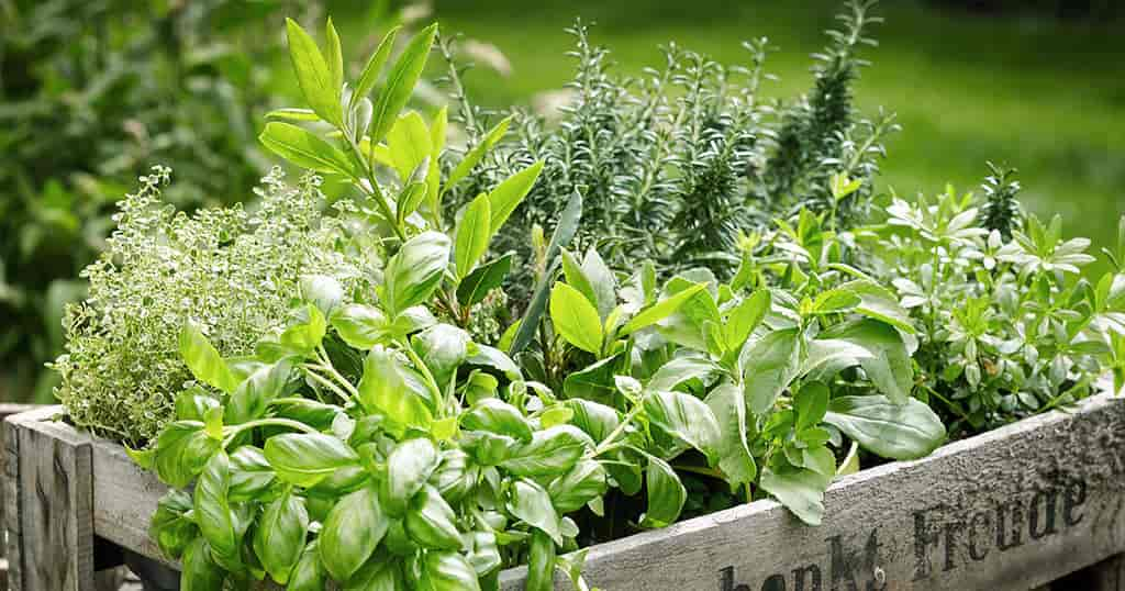 Gesunde Gartenkräuter und -pflanzen für Hunde, Katzen und Co.