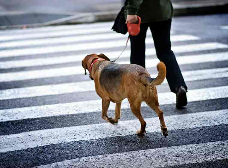 Hundebeleuchtung: Sicher unterwegs