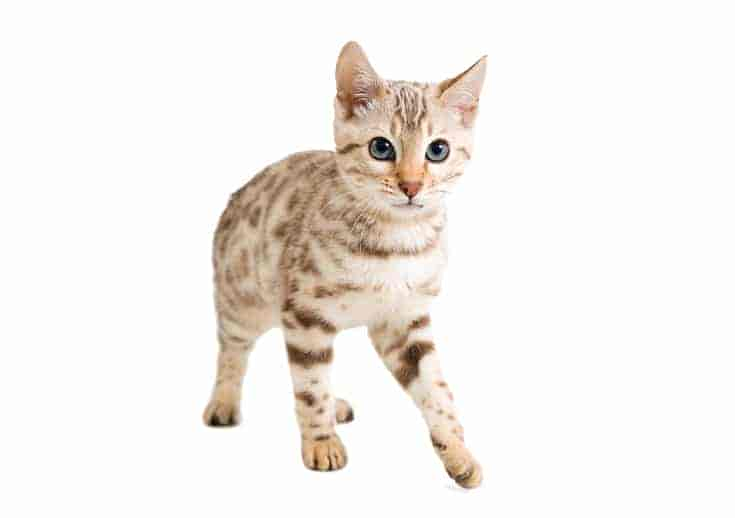 Snow Bengal Cat Breed Info: Pictures, Temperament & Traits