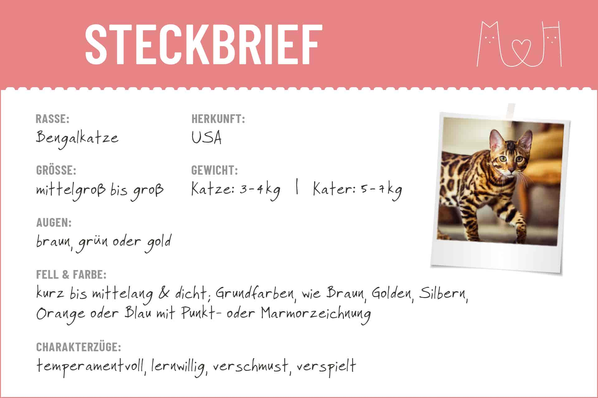 Bengalkatze Steckbrief