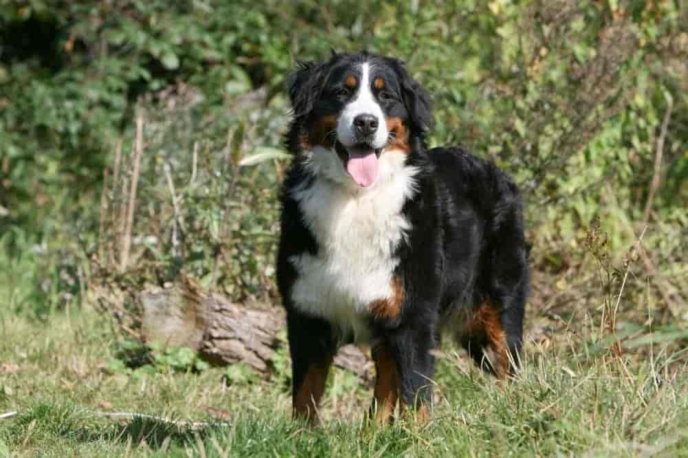 Der Berner Sennenhund