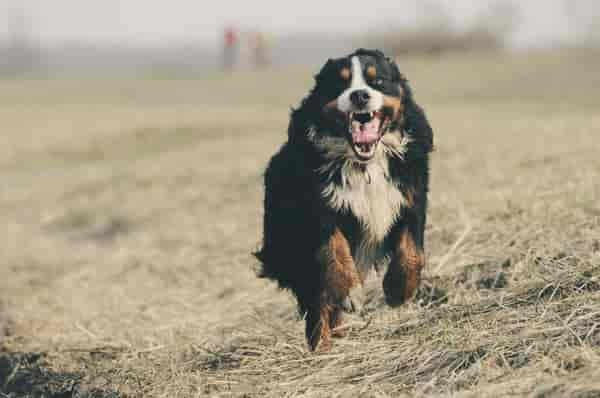 Die 10 besten Wachhunde: Diese Hunderassen eignen sich besonders gut