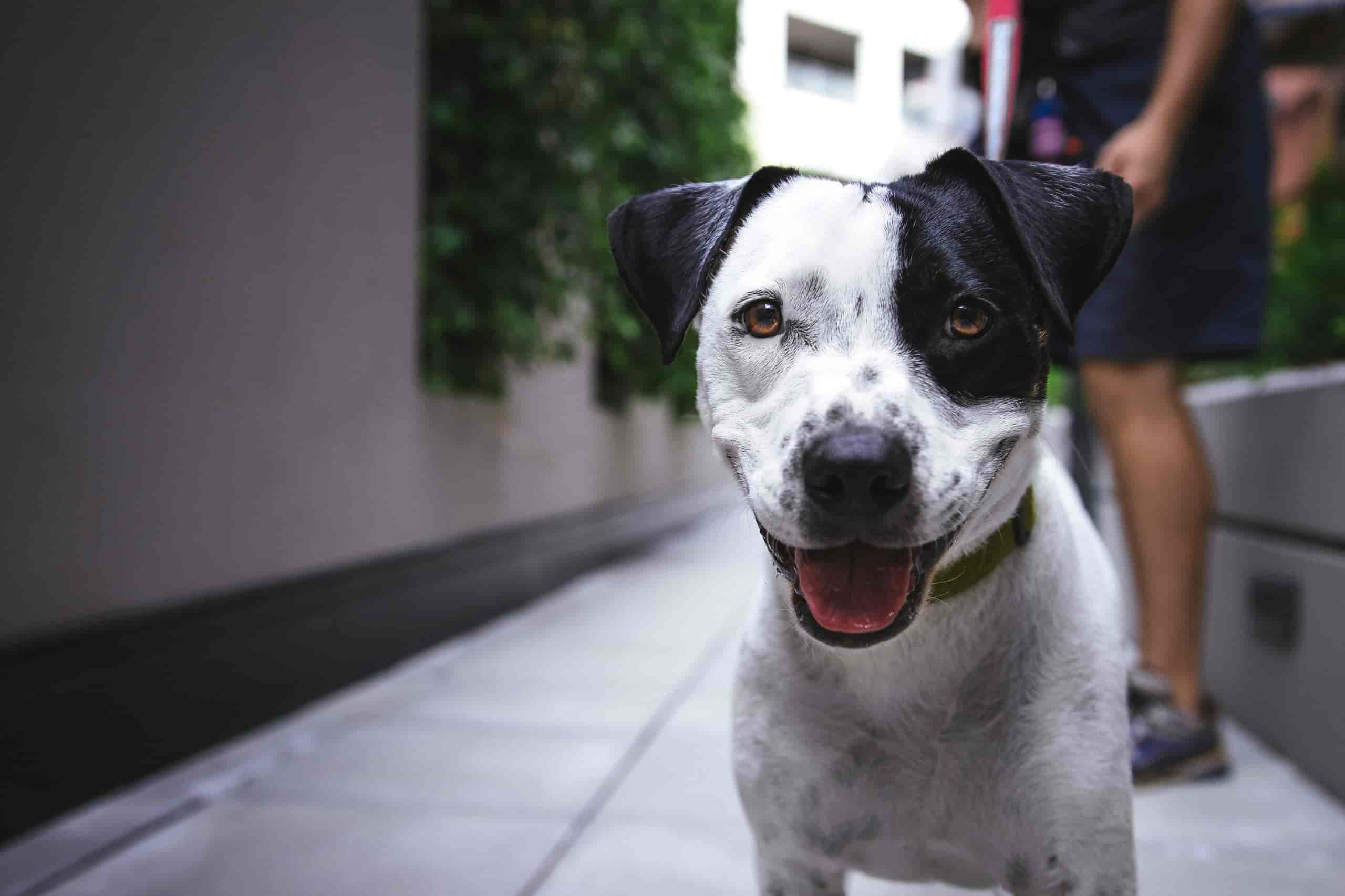 Ohrmilben beim Hund – Das solltest du wissen