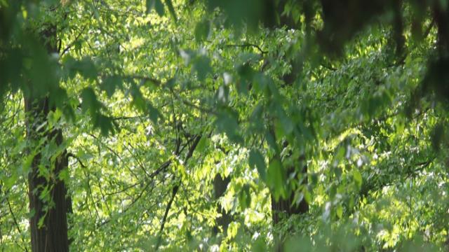 Wald- bzw. Forstbewertung