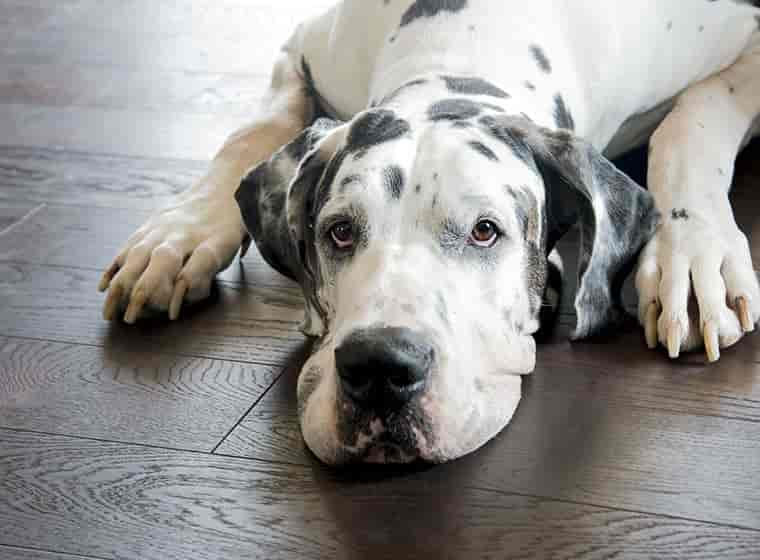 Bioresonanztherapie für Hunde