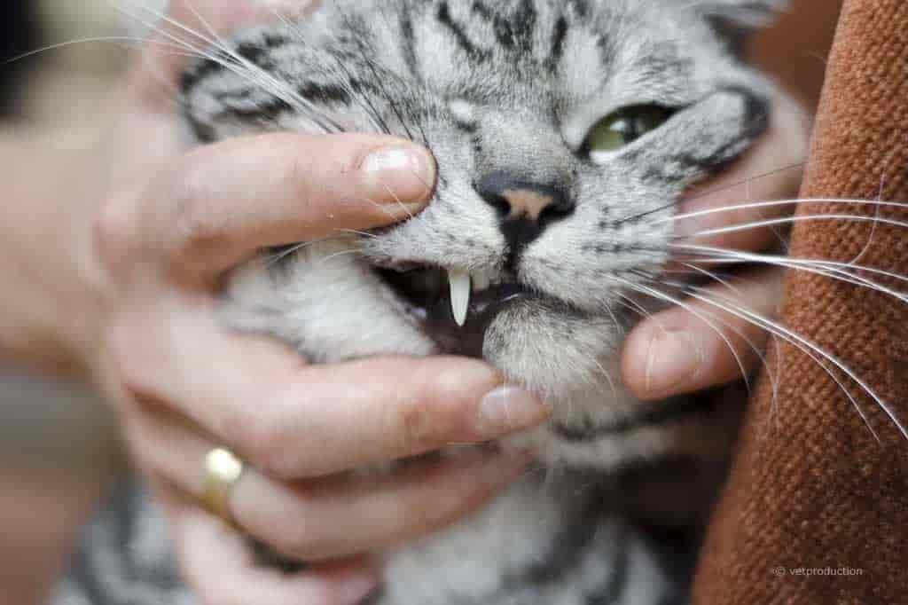 Bissverletzungen bei der Katze