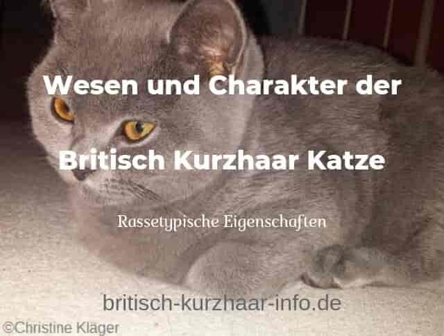 Charakter der Britisch Kurzhaar Katze