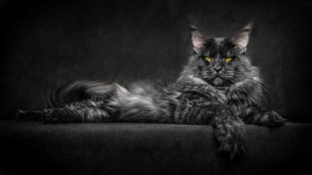 Rarest Black Smoke Cat Breeds & Facts