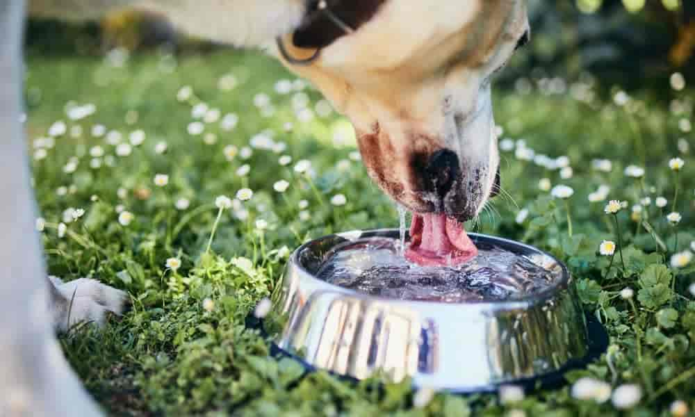 Blasenentzündung beim Hund: Die 4 besten Hausmittel